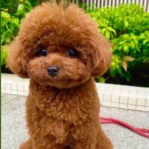 Toy Poodle