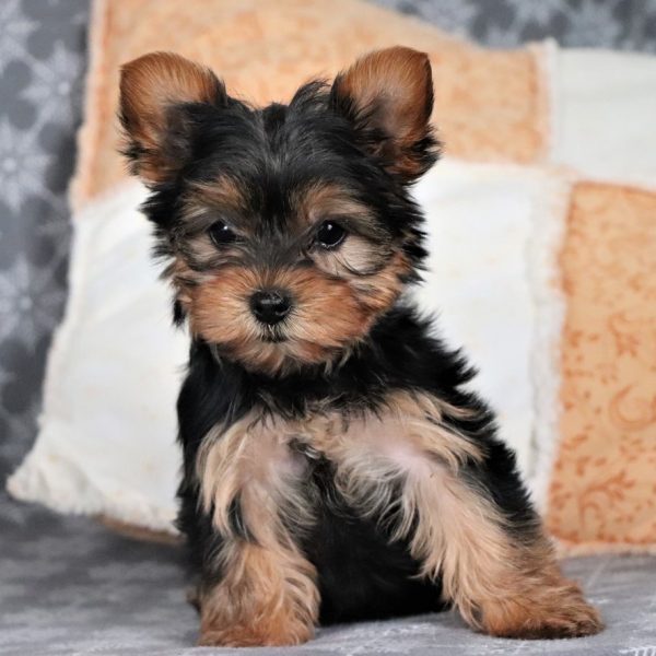 Yorkshire Terrier - Dav Pet Lovers