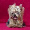 Yorkshire Terrier Puppy Sale in Delhi Ncr - Dav Pet Lovers