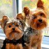 Yorkshire Terrier Puppy Sale in Dwarka - Dav Pet Lovers