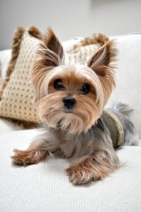 Yorkshire Terrier Puppy Sale - Dav Pet Lovers