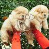 Chow Chow Puppy Sale in Delhi