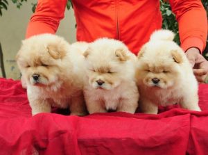 Chow Chow Puppies - Dav Pet Lovers