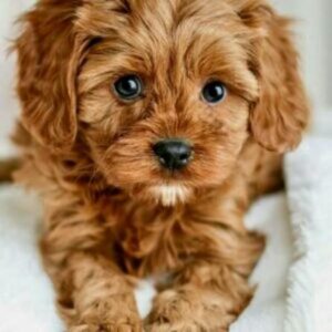 Toy poodle