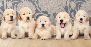 Golden Retriever Puppies in Delhi Ncr