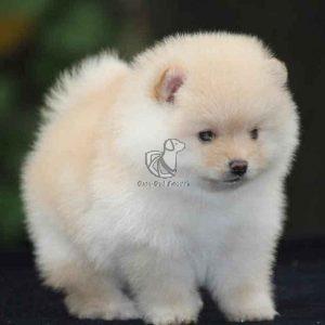 Toy Pom Puppy for Sale