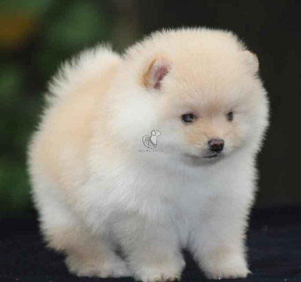 Toy Pom Puppy for Sale