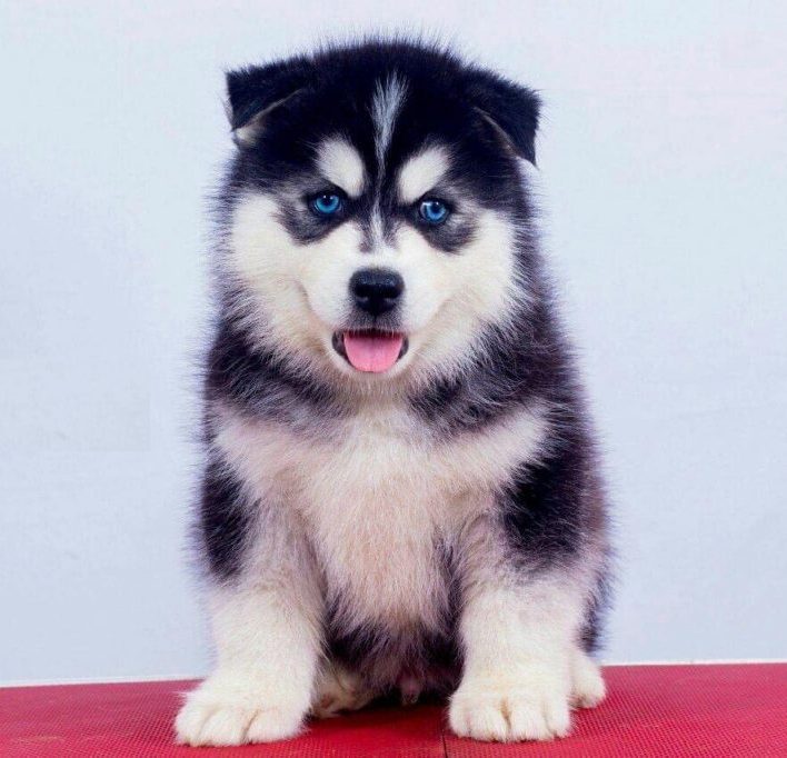 baby husky with blue eyes