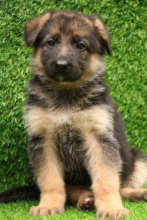 German Shepherd