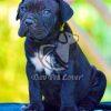 Cane Corso for Sale in Delhi