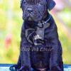 Cane Corso Puppy for Sale in Delhi