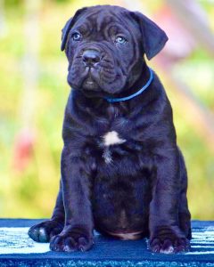 Cane Corso Puppy for Sale in Delhi