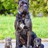 Cane Corso Puppy for Sale