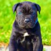 Cane Corso Puppies for Sale