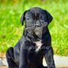 Cane Corso Puppy for Sale Near You