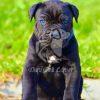 Buy Cane Corso Puppy