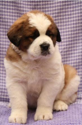 Saint Bernard