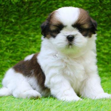 Shi tzu