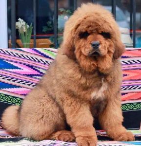 Tibetan Mastiff Puppies for Sale near Me