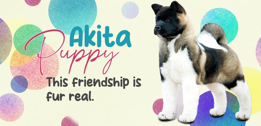 Akita Puppy for Sale