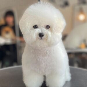 Bichon Frise