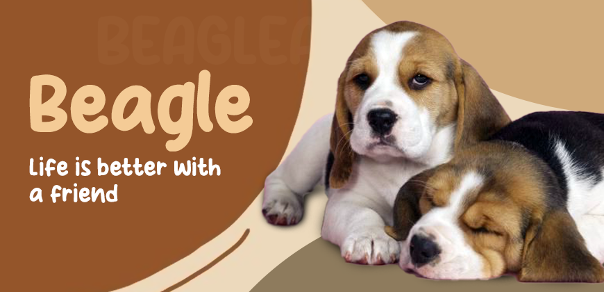 Beagle Puppy for Sale