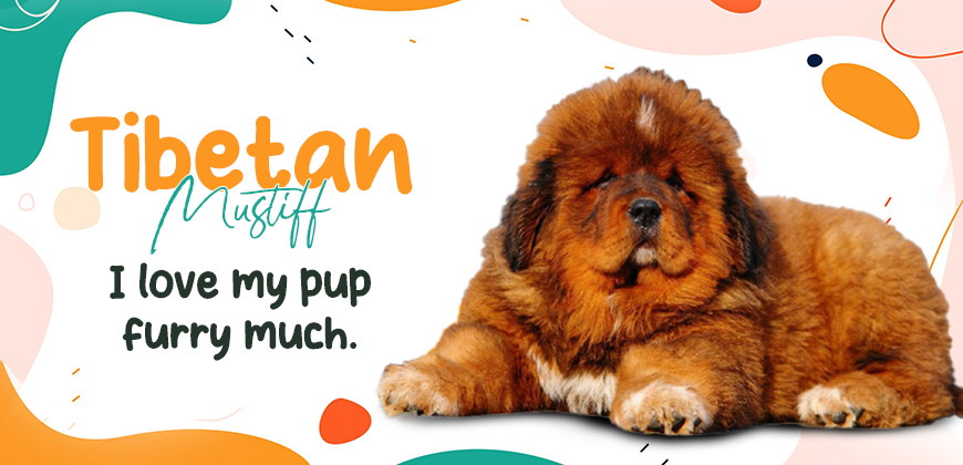 Tibetan Mastiff