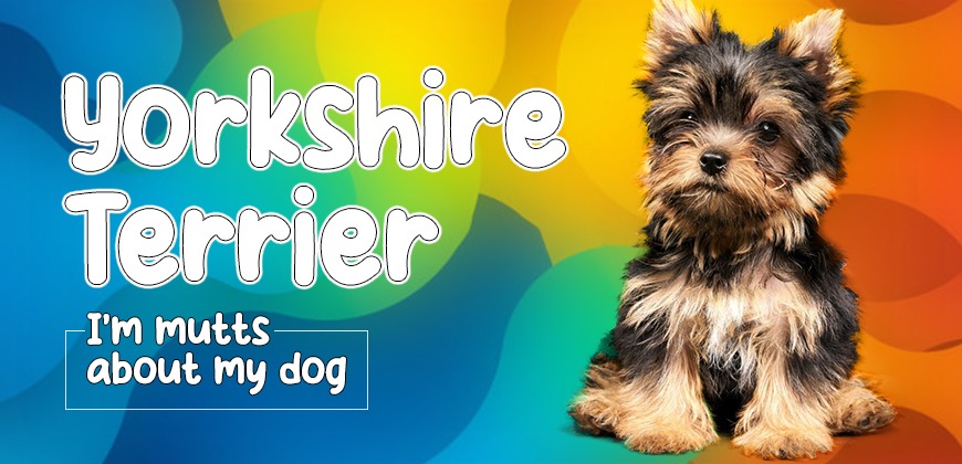 Yorkshire Terrier