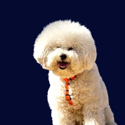 Bichon Frise